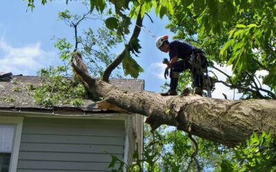 Branching Out: PriceGuide’s Role in Transforming Residential Tree Services