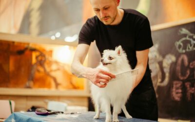 Primping Paws on the Go: How a Pricing Calculator Advances Mobile Pet Grooming Services