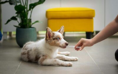 Paws and Profits: How PriceGuide Can Transform Your Veterinary Services Business